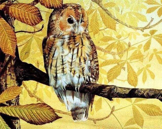 Pretty Owl – Præmie Mal Efter Tal Kit - Denmark