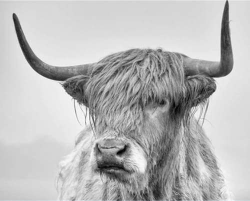 White Yak – Præmie Mal Efter Tal Kit - Denmark