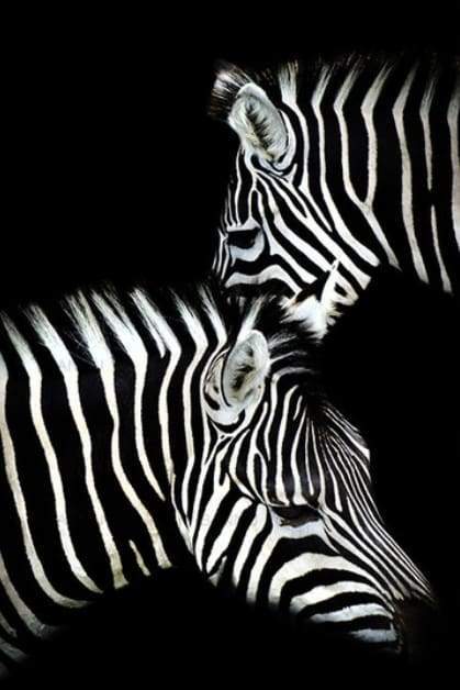 Zebra Hvid og Sort – Præmie Mal Efter Tal Kit - Denmark
