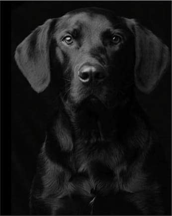 Black dog Portræt – Præmie Mal Efter Tal Kit - Denmark