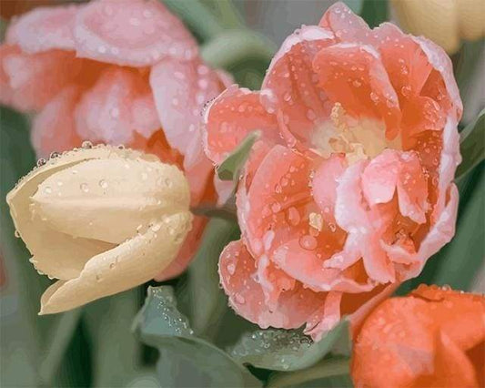 Dewdrops Tulip – Præmie Mal Efter Tal Kit - Denmark