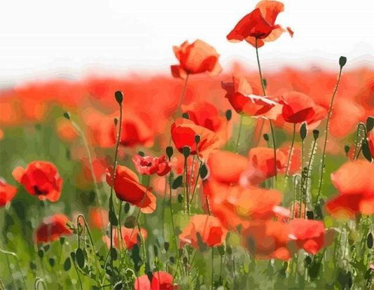 Field Of Red Poppies – Præmie Mal Efter Tal Kit - Denmark