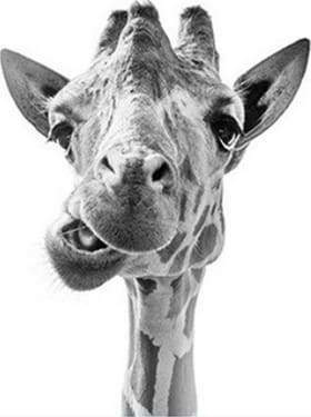 Funny Giraffe – Præmie Mal Efter Tal Kit - Denmark