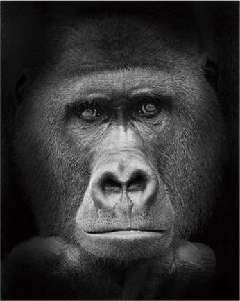 Gorilla Black And White – Præmie Mal Efter Tal Kit - Denmark