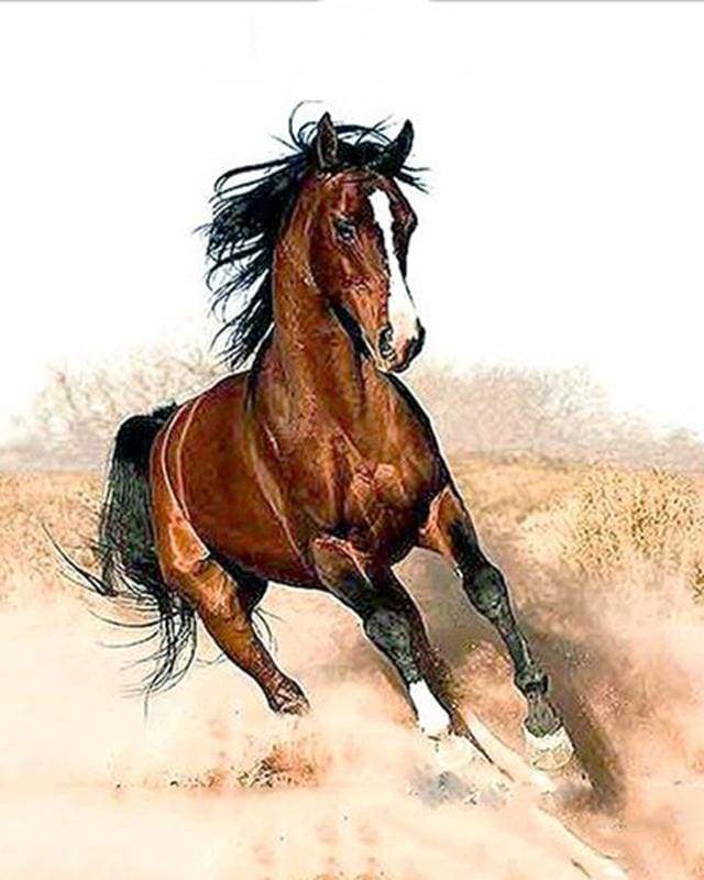 Hest i Fuld Svung – Præmie Mal Efter Tal Kit - Denmark