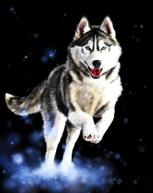 Husky – Præmie Mal Efter Tal Kit - Denmark