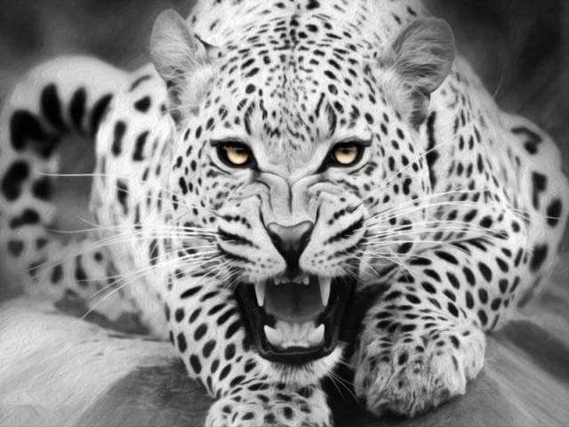 Leopard Sort og Hvid – Præmie Mal Efter Tal Kit - Denmark