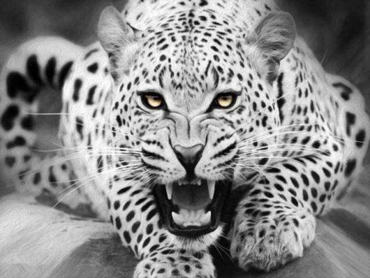 Leopard Sort og Hvid – Præmie Mal Efter Tal Kit - Denmark