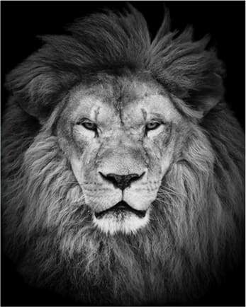 Lion’s Head – Præmie Mal Efter Tal Kit - Denmark