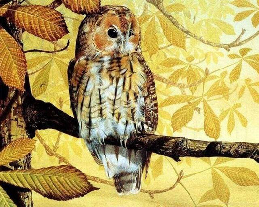 Pretty Owl – Præmie Mal Efter Tal Kit - Denmark
