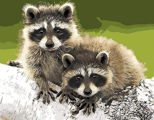 Raccoons – Præmie Mal Efter Tal Kit - Denmark