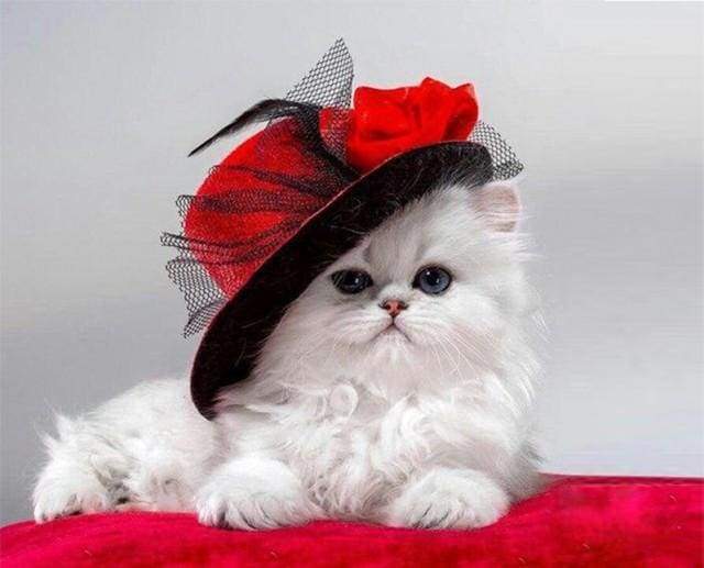 Red Hat Cat – Præmie Mal Efter Tal Kit - Denmark