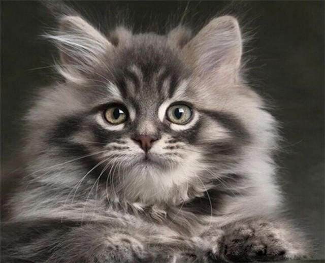Small Cat – Præmie Mal Efter Tal Kit - Denmark