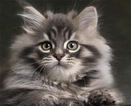 Small Cat – Præmie Mal Efter Tal Kit - Denmark