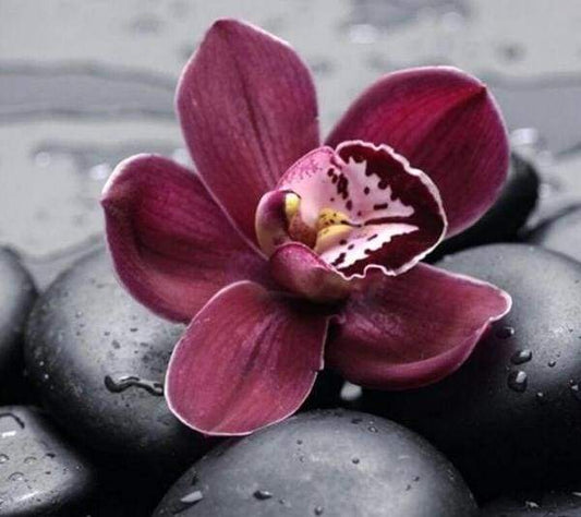 Stone Flower – Præmie Mal Efter Tal Kit - Denmark