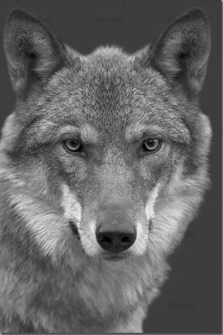The Wolf Sort og Hvid – Præmie Mal Efter Tal Kit - Denmark