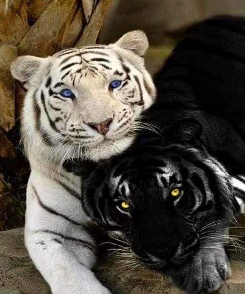 Tigers Hvid og Sort – Præmie Mal Efter Tal Kit - Denmark