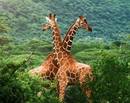 To Giraffer – Præmie Mal Efter Tal Kit - Denmark