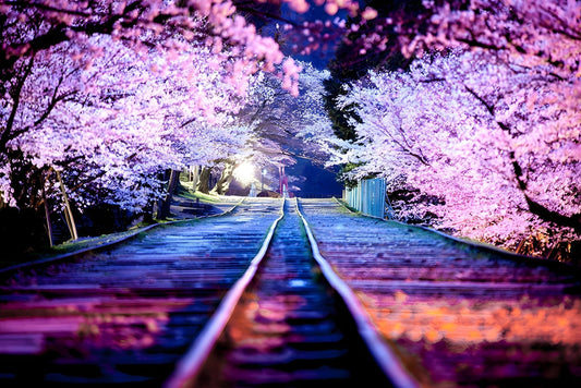 Trainlinje og Japanske Kirsebærblomster – Præmie Mal Efter Tal Kit - Denmark
