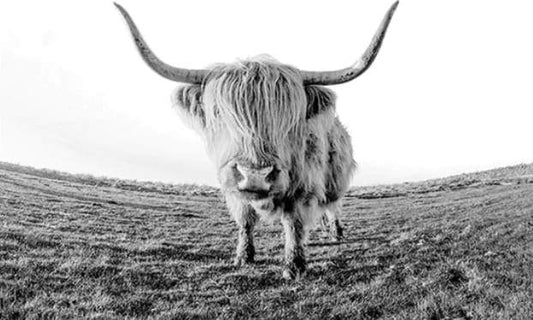 Yak Desert – Præmie Mal Efter Tal Kit - Denmark