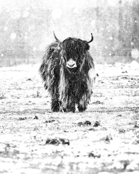 Yak og Vinter Sne – Præmie Mal Efter Tal Kit - Denmark